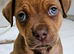 Staffy x puppy