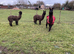 Alpacas