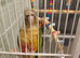 Conure