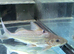 2 Four Lined Pimelodus