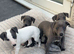 Stunning kc Whippet puppies