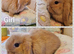 Mini lop kits available to reserve