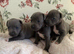 Staffy