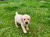 KC registered Labrador retriever puppy's