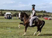 Hackney Gelding – Ride & Drive – 15’3