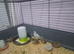 8wk old Chinese Painted quail (Button Quail)