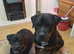 Looking for a pure German blood line rottweiler