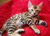 Beautiful Bengal kitten, one girl