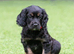 Last working cocker dog pup