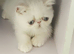 Colour Point Exotic Kittens