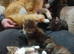 1 Female kitten tortoise shell tabby Maincoon