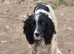 2 beautiful springer pups