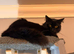 Male cats needing loving home
