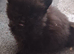 2 male maincoon kittens left for sale