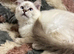 Tica ragdoll kittens