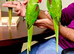 Hand Reared Tame .Talking Baby Alexandrian Parrots