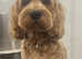 Cockapoo for stud