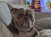 Beautiful dog