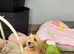 Liquorice apricot girl is looking for the right home