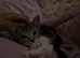 10 week old female kitten