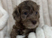 Cockapoo f2 puppies for sale