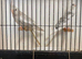 Pair to breed Cinnamon-Pearl-Albino(Red-eye)