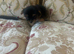 Biewer terriers