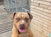 Rottweiler cross