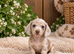Strong and healthy and amazing variety of colours miniature dachshund puppies