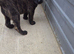 beautiful shepkita puppies