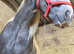 Beautiful blue and white filly