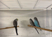 Beautiful Baby Budgie