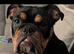 English bulldog