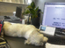 Nelly looking for new home due to no fault of her own