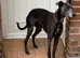 Whippet x lurcher