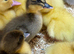 Beautiful Ducklings available