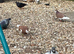 Rolling pigeons