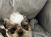 Shih Tzu puppies