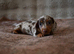 Mini Longhaired Dachshund puppies.