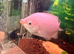 Aquastyle 850 curved aquarium with fish