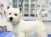 Beautiful west highland terrier last boy available