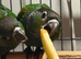 Beautiful black capped conures for sale