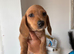3 Miniature Dachshund puppies ( 2 Tan&1 long haired silver dapple )