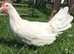 HENS....good egg layers 40+ to pick from...vaccinated.