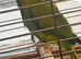 Indian ring neck female i