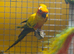 Stunning sun conures for sale