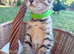 Bengal × Blue British Shorthair Kittens Ready Now