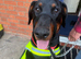 Handsome 3 year old Doberman stud