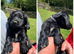 ****gorgeous cockerdor puppies****