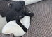 1 adorable Patterdale left